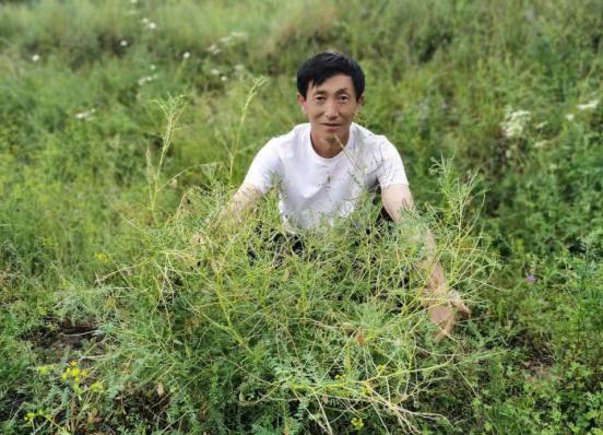 　　找到一棵20年以上的野生老黄芪，让51岁的吴永林十分开心。（图片由受访者本人提供）