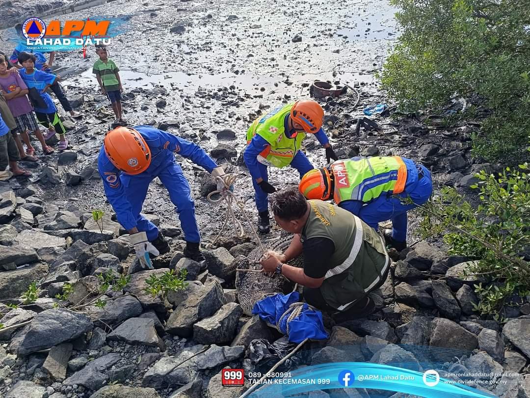 民防部队在拿笃巴刹海边，捕获一条9尺长重约100公斤的鳄鱼。