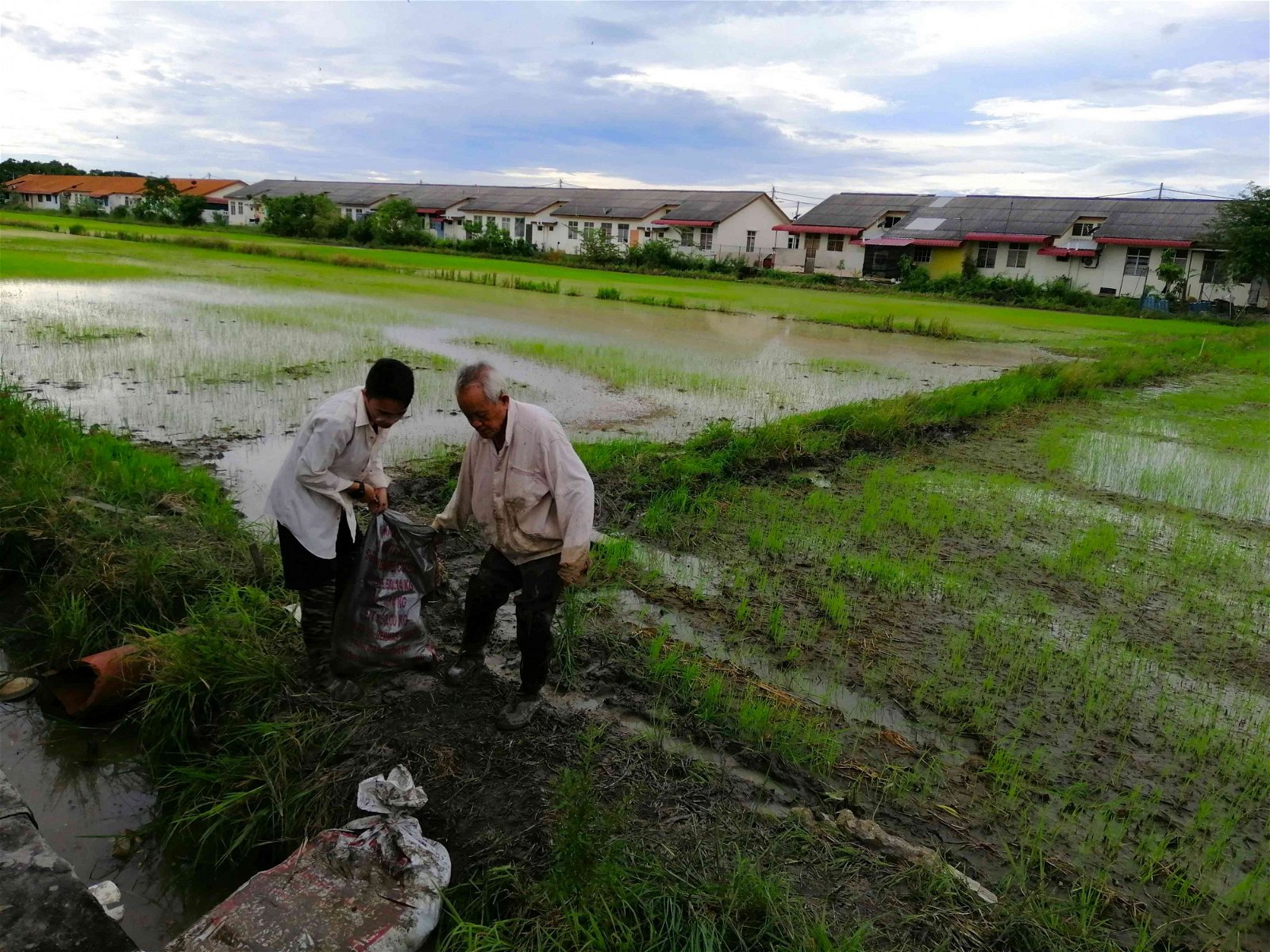 洪泽务（右）90岁前仍带头下田劳作，此为吉打港口的洪家稻田。