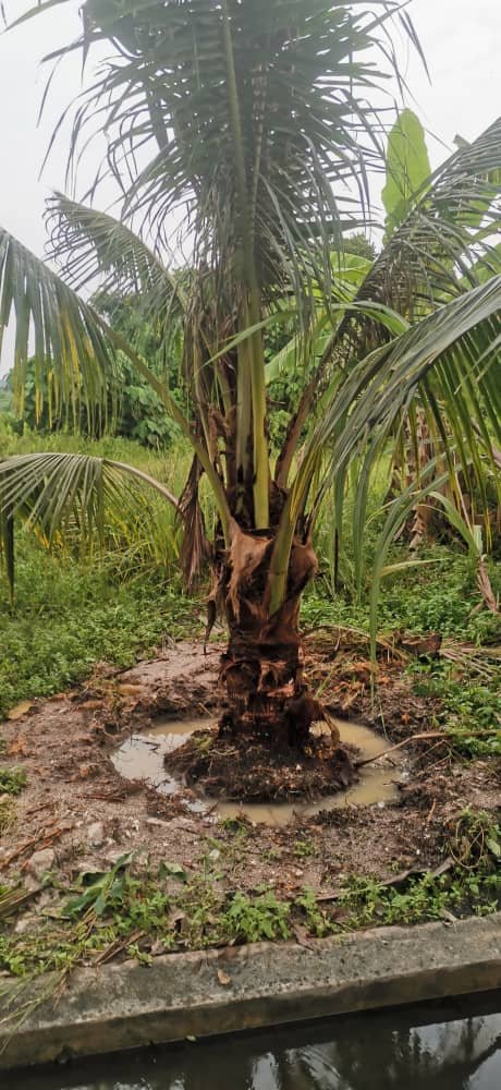 这棵椰树的周边留下挖掘痕迹，不排除窃贼是怕遭人撞见，以致半途放弃行窃。