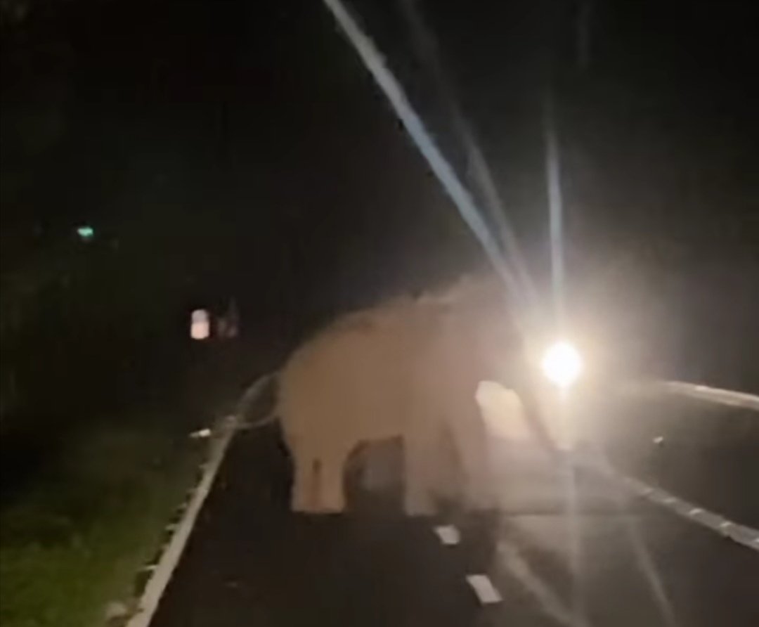 交通使用者在遇到拦象时，错误性向大象照射远光灯，所幸未惹怒大象而引来遭攻击祸端。